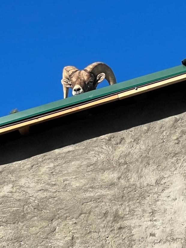 A bighorn sheep became stuck on the roof and deck of a Boulder County Home for more than 24 hours on Tuesday, Dec. 5, 2023. The ram eventually left after Colorado Parks and Wildlife cut a space in a deck railing. (Colorado Parks and Wildlife)