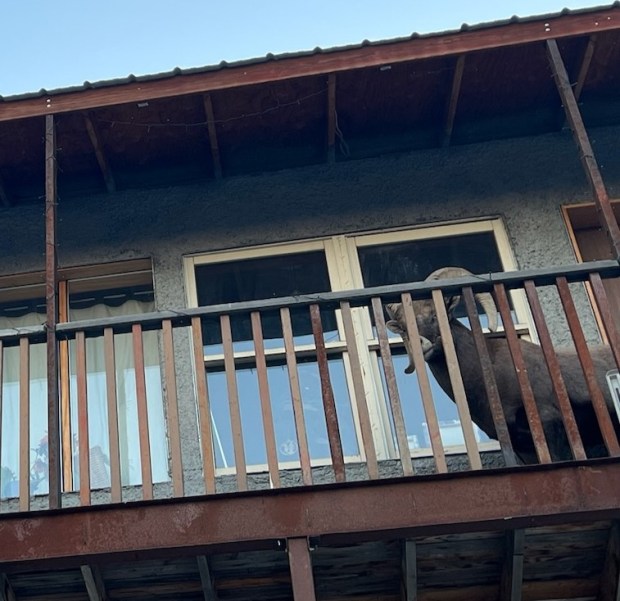 A bighorn sheep became stuck on the roof and deck of a Boulder County Home for more than 24 hours on Tuesday, Dec. 5, 2023. The ram eventually left after Colorado Parks and Wildlife cut a space in a deck railing. (Colorado Parks and Wildlife)